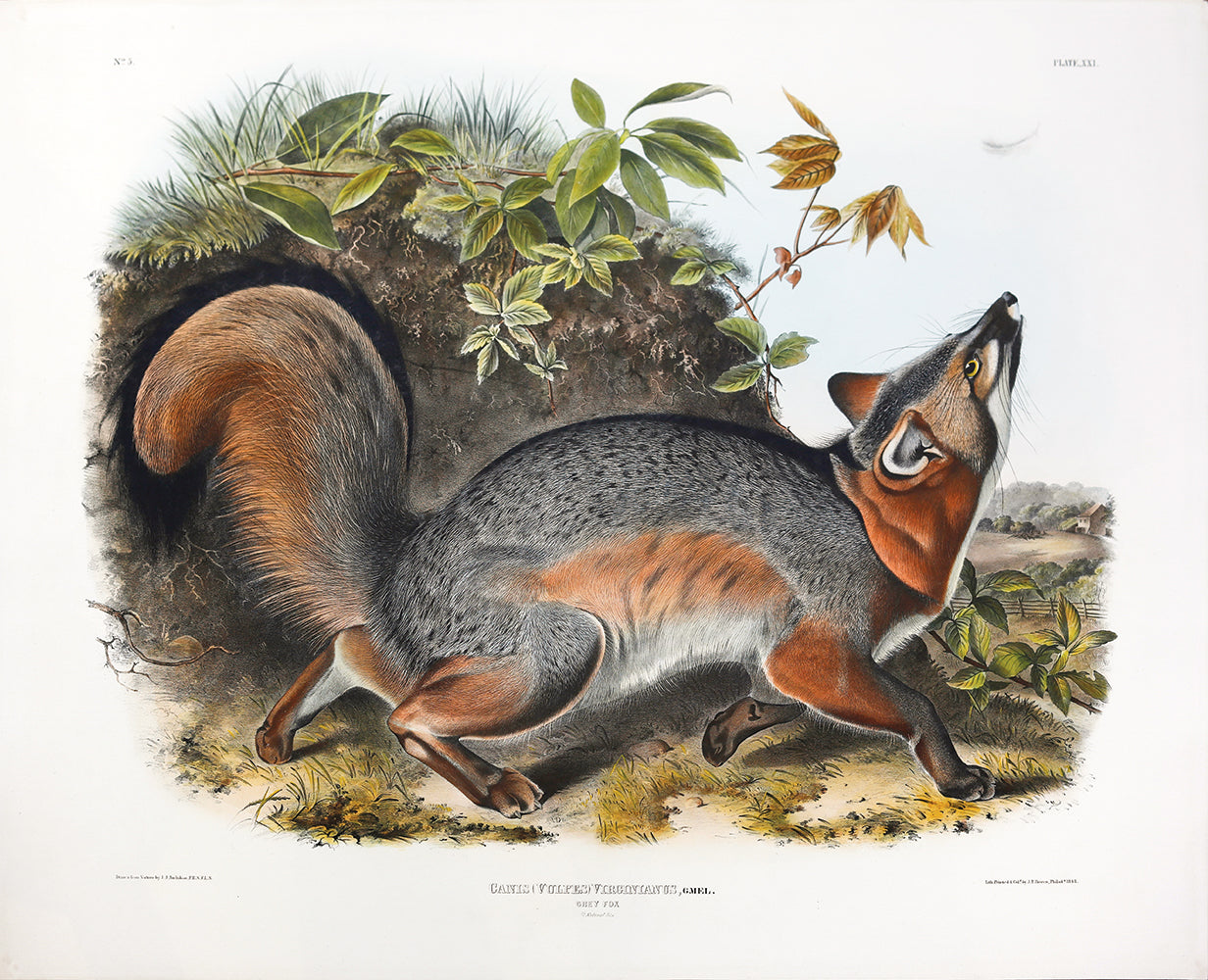 AUDUBON, John James (1785-1851) Vol. III, Plate 21, Grey Fox