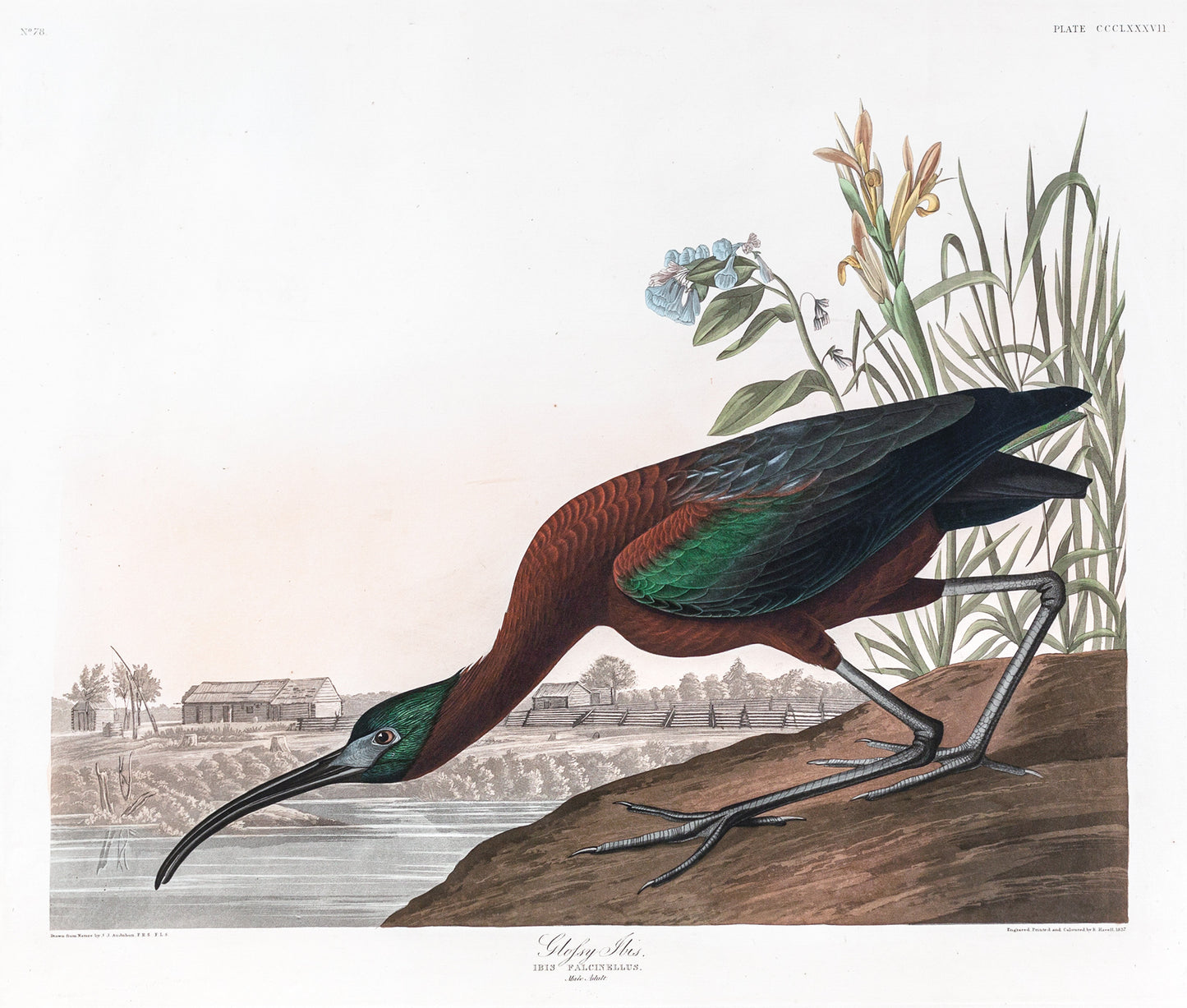 John James Audubon (1785-1851), Plate CCCLXXXVII Glossy Ibis