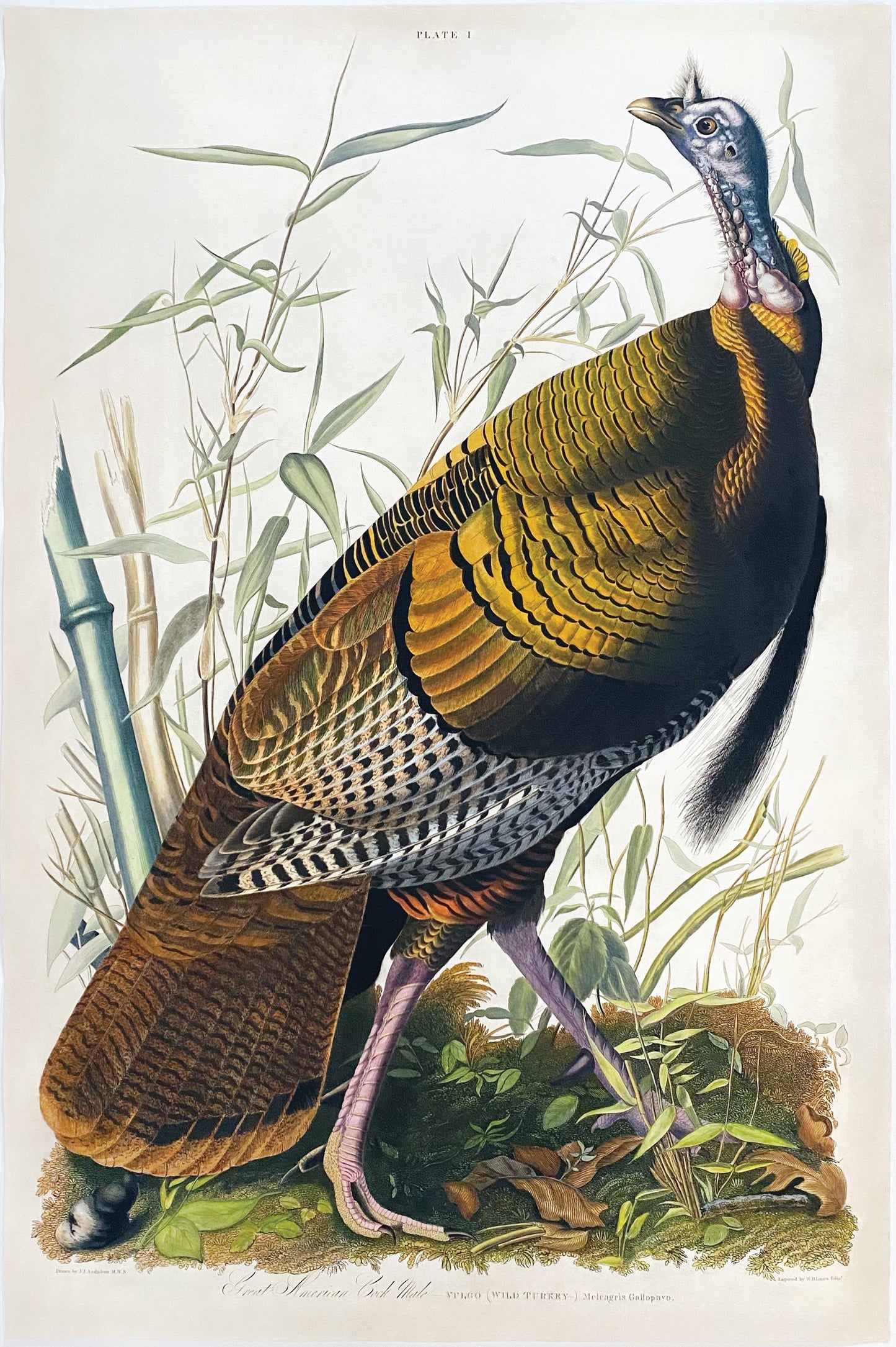 John James Audubon (1785-1851), Plate I, Great American Cock - Male (Wild Turkey)