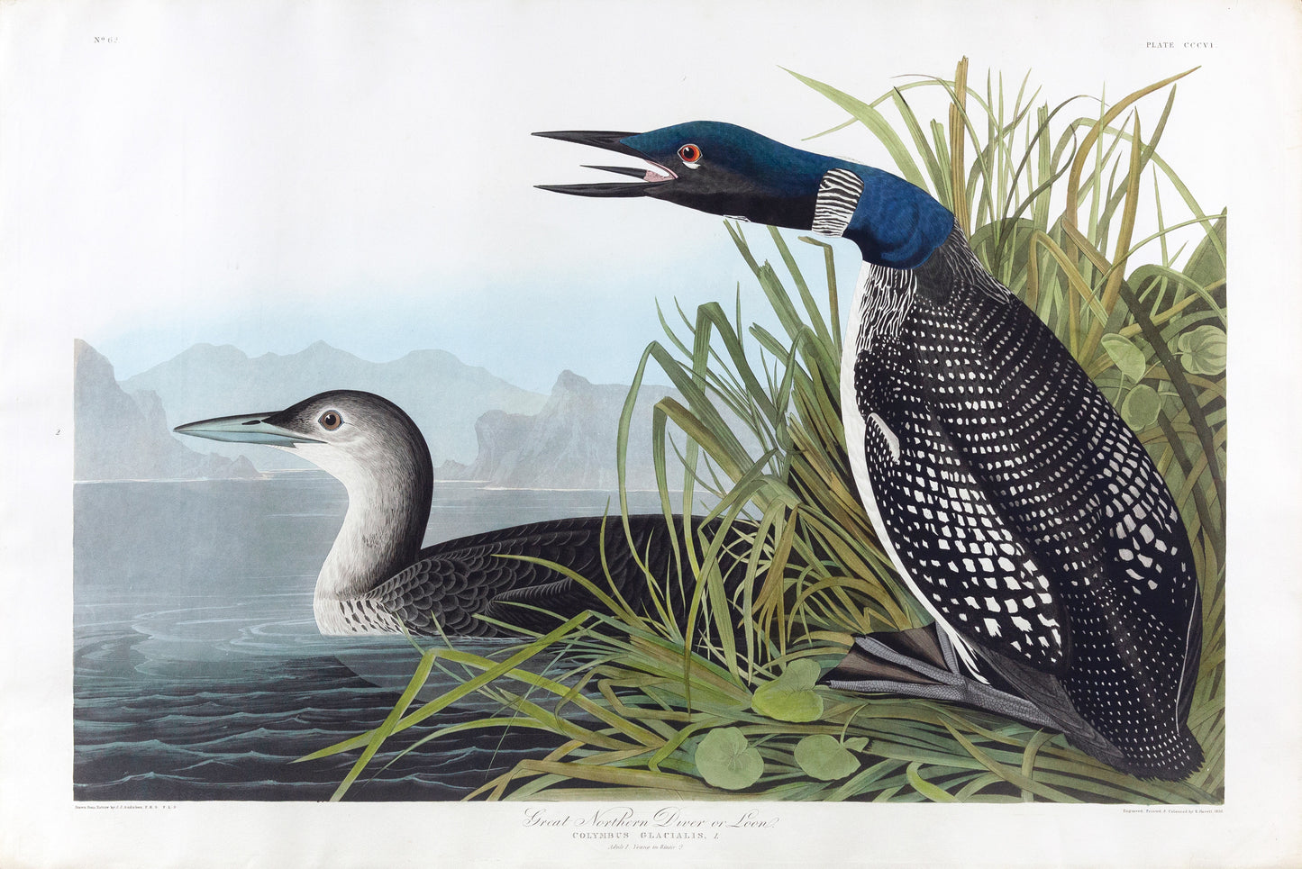 John James Audubon (1785-1851), Plate CCCVI Great Northern Diver or Loon