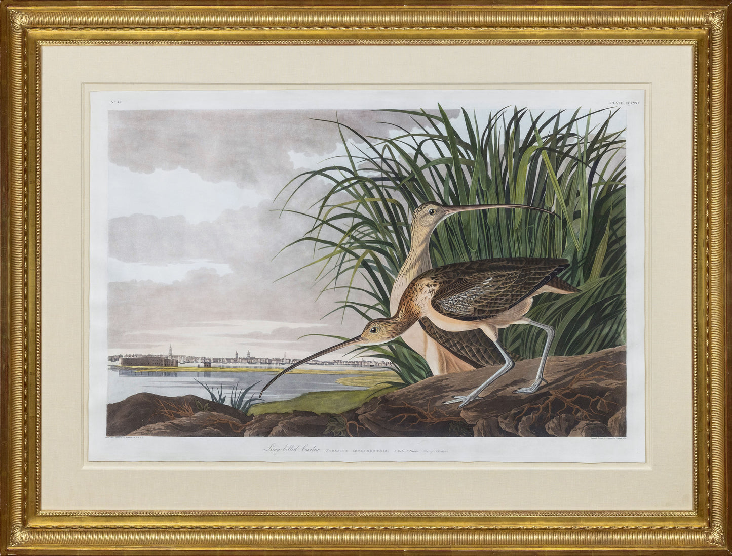 John James Audubon (1785-1851) Plate CCXXXI Long Billed Curlew