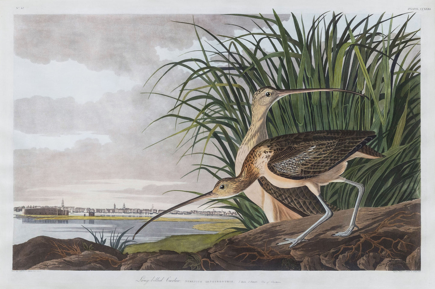 John James Audubon (1785-1851) Plate CCXXXI Long Billed Curlew