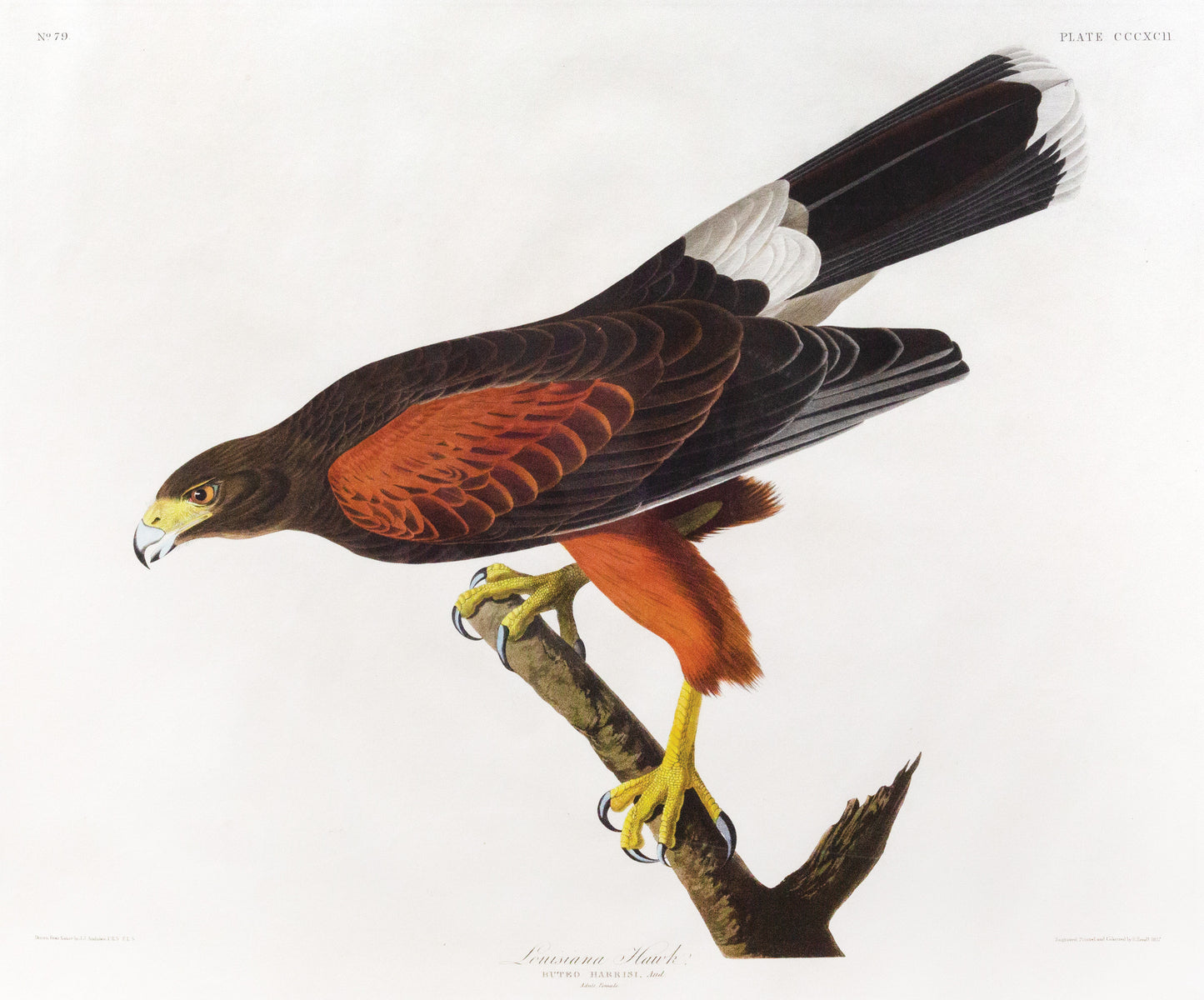 John James Audubon (1785-1851), Louisiana Hawk, Plate 392.
