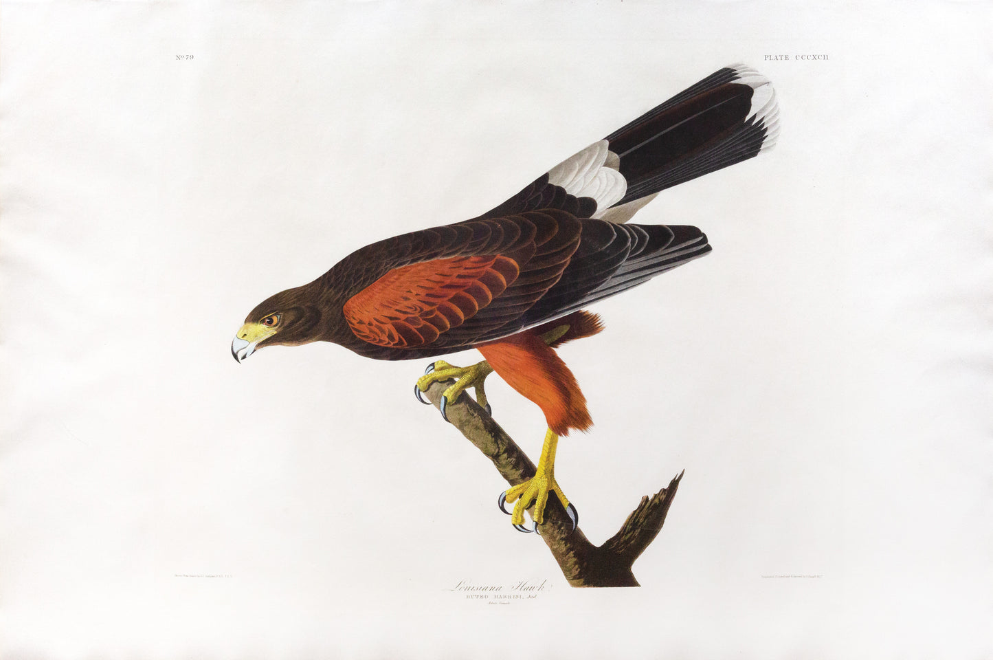 John James Audubon (1785-1851),  Louisiana Hawk, Plate 392.