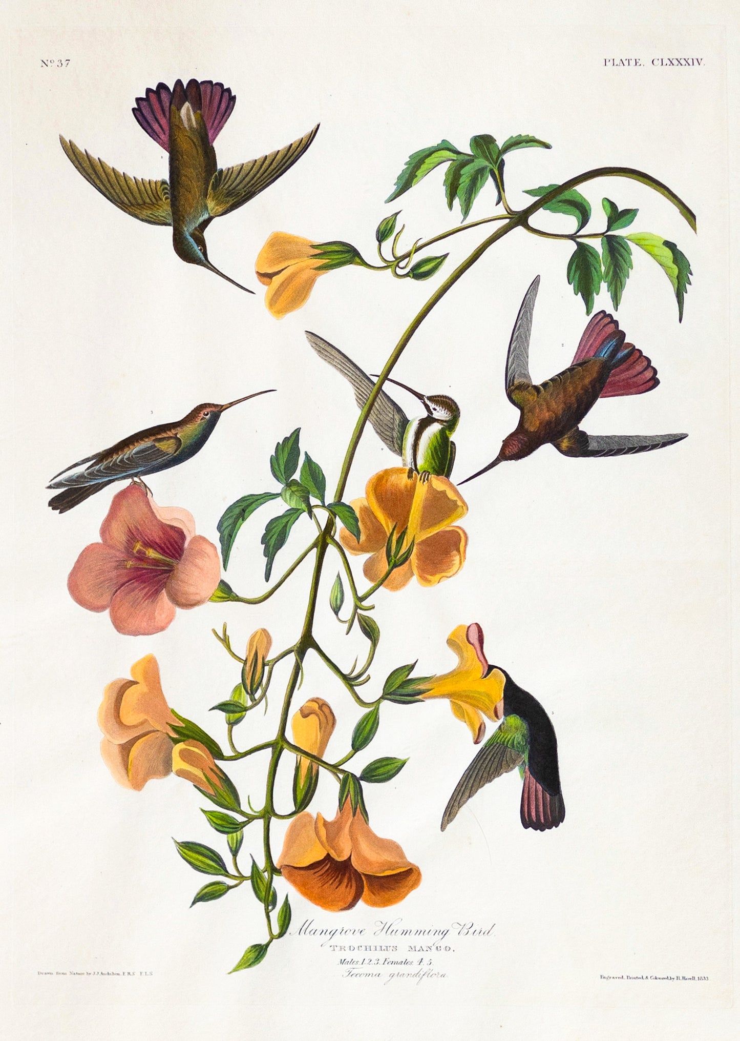 John James AUDUBON (1785-1851), Plate CLXXXIV Mangrove Humming Bird