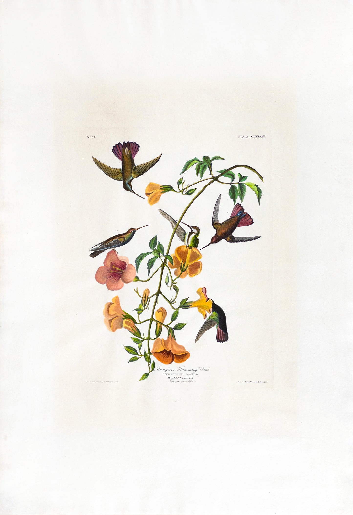 John James AUDUBON (1785-1851), Plate CLXXXIV Mangrove Humming Bird