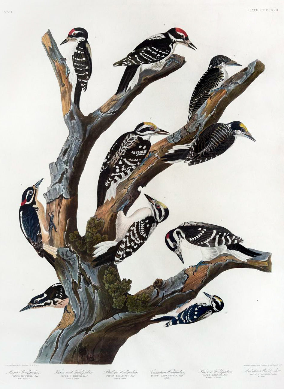 John James Audubon (1785-1851), Maria's Woodpecker...Plate 417.