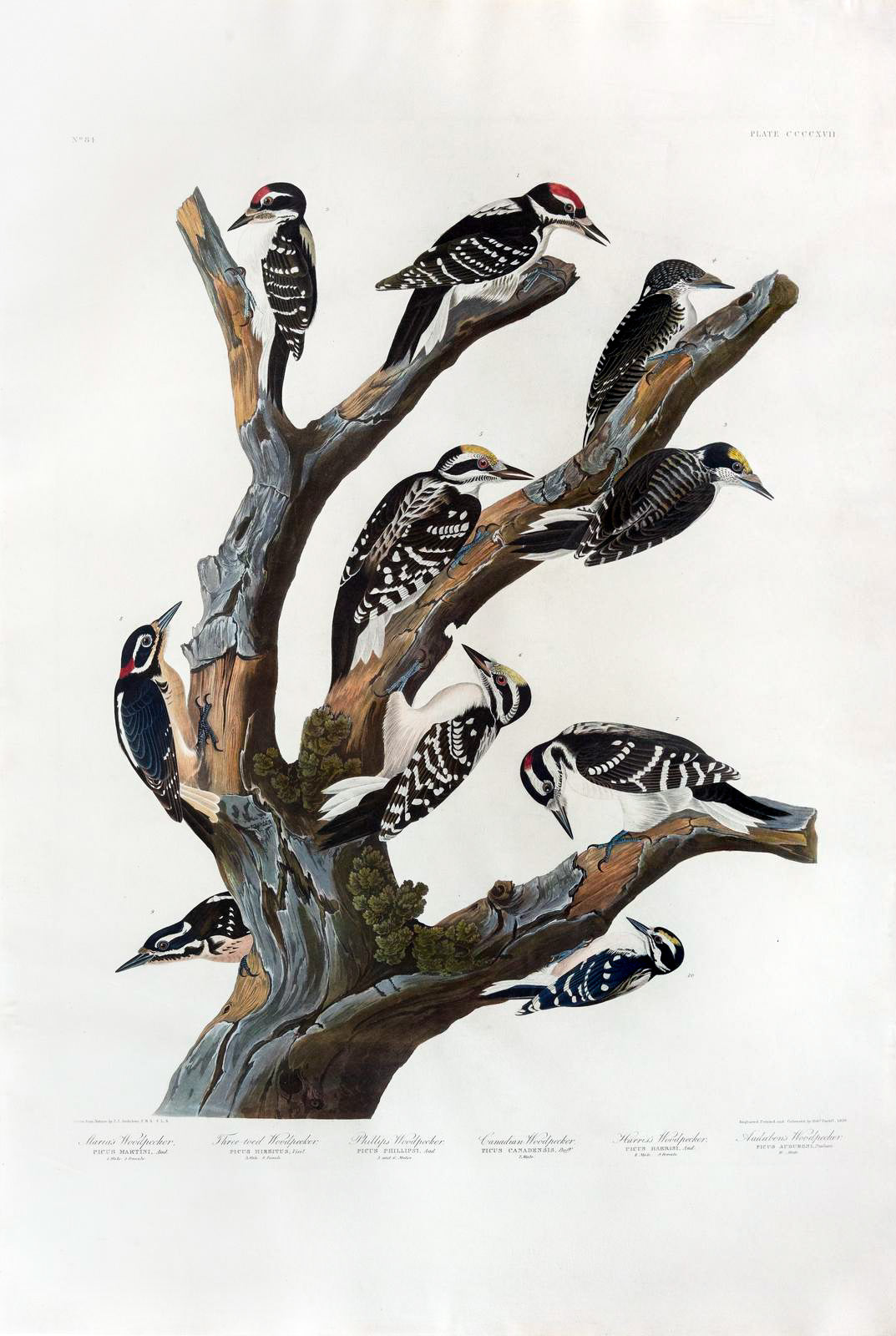 John James Audubon (1785-1851), Maria's Woodpecker...Plate 417.