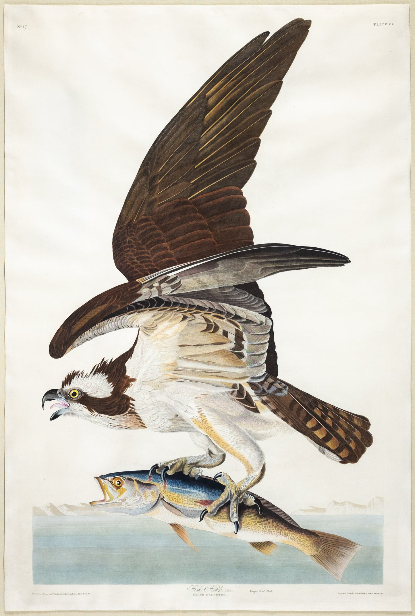 John James Audubon (1785-1851), Plate LXXXI Fish Hawk or Osprey - Arader Galleries