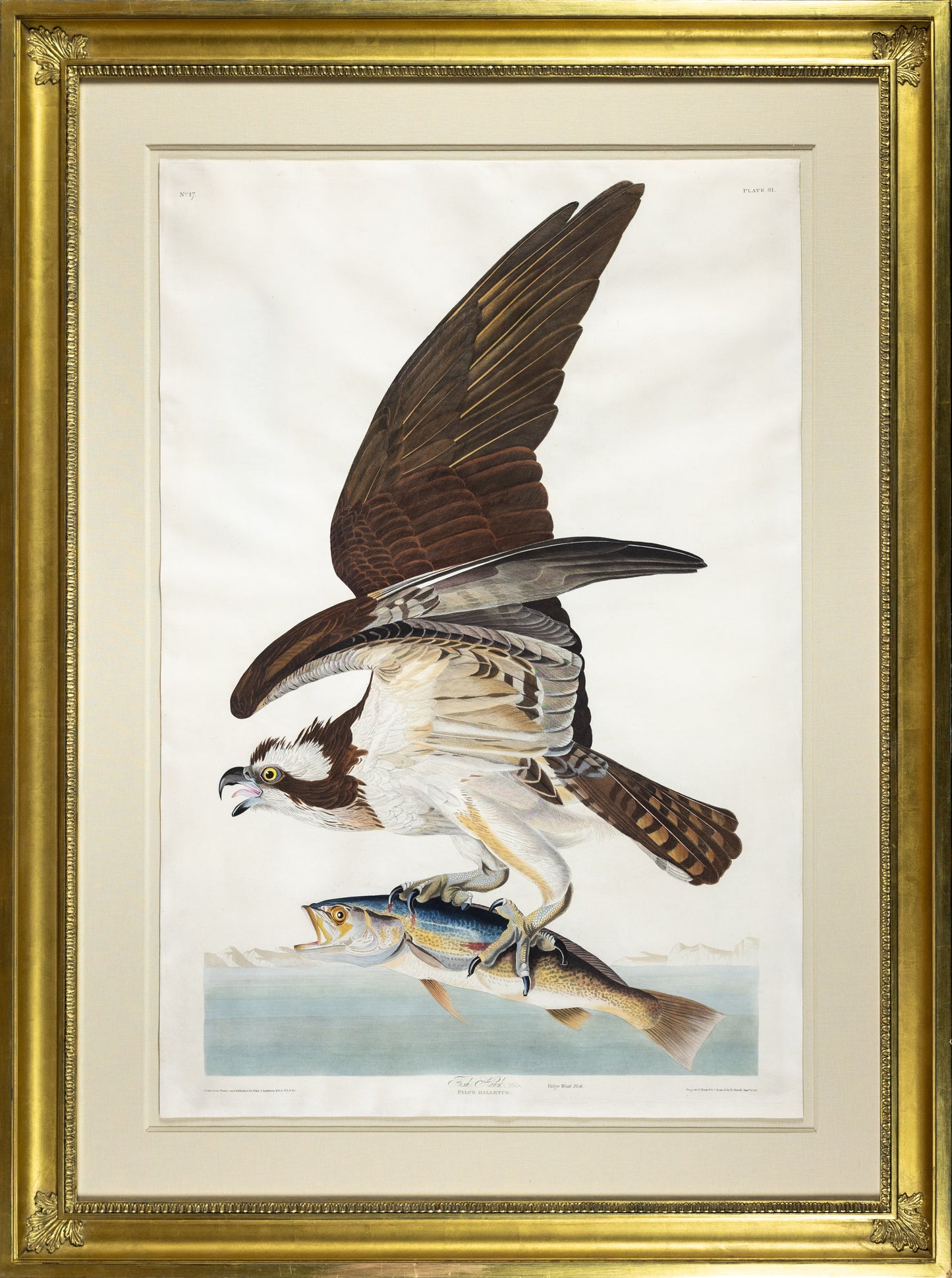 John James Audubon (1785-1851), Plate LXXXI Fish Hawk or Osprey