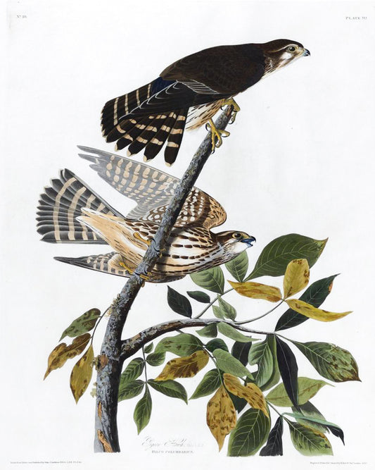 John James Audubon (1785-1851), Plate 92, Pigeon Hawk