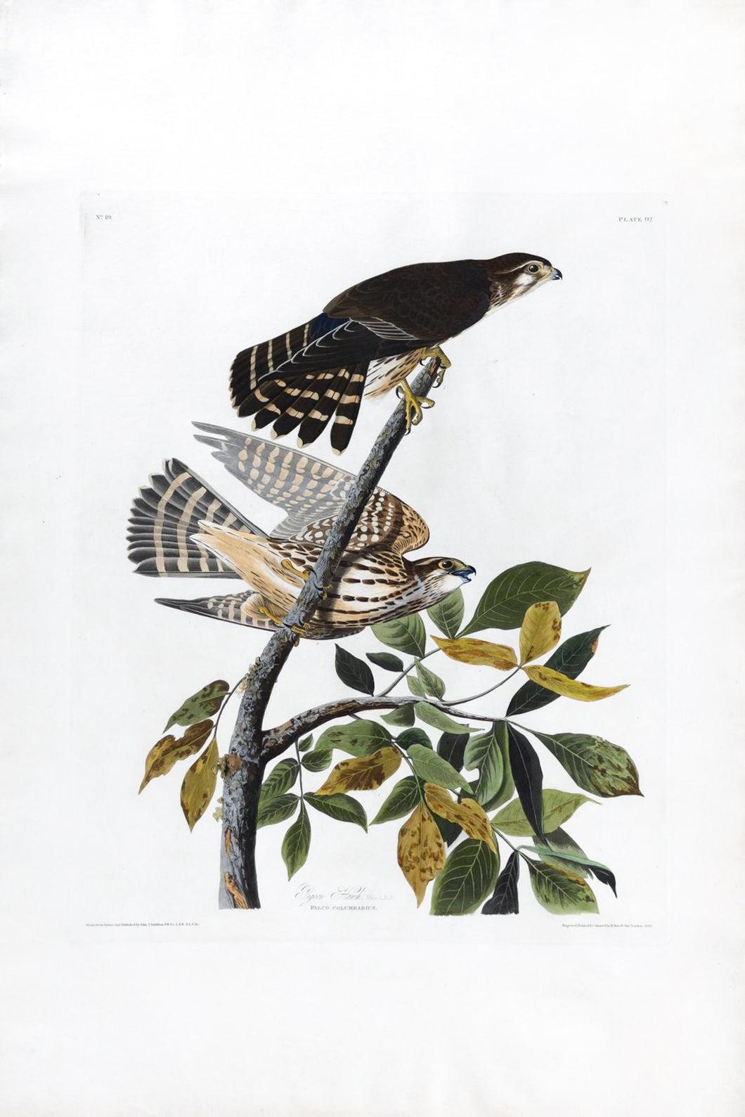 John James Audubon (1785-1851), Plate 92, Pigeon Hawk - Arader Galleries