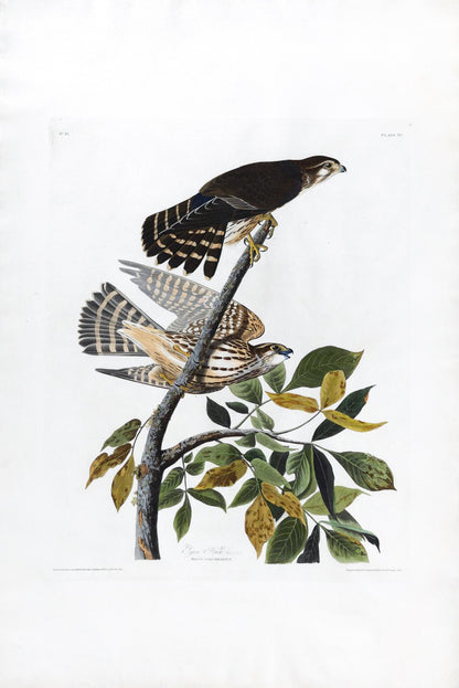 John James Audubon (1785-1851), Plate 92, Pigeon Hawk