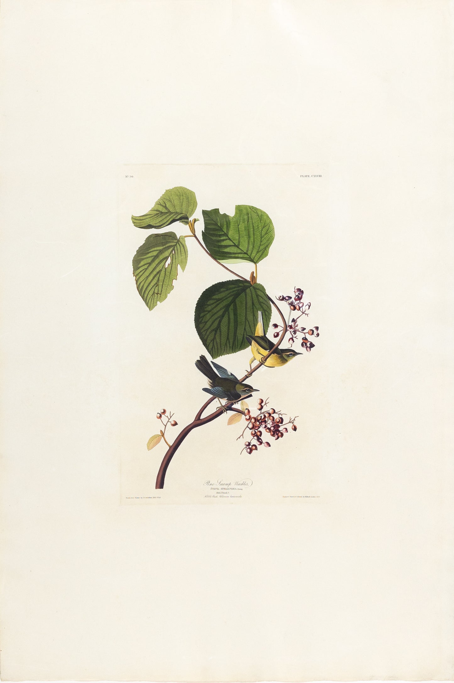 John James Audubon (1785-1851), Plate 148 Pine Swamp Warbler