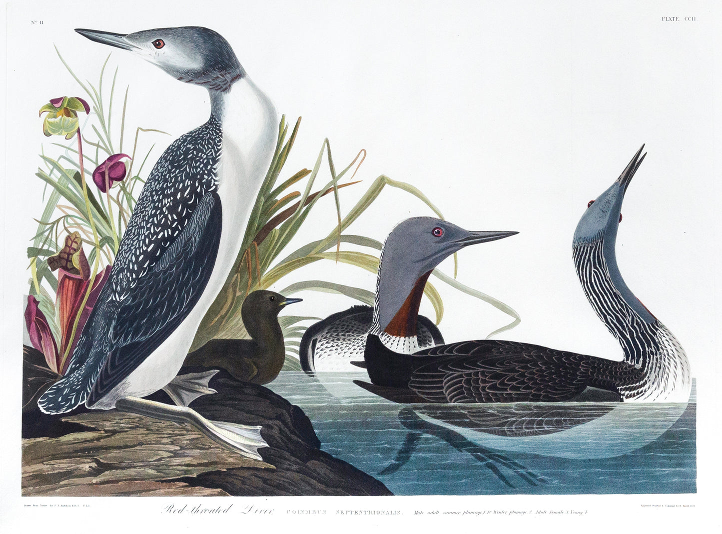 John James Audubon (1785-1851) Plate CCII Red-Throated Diver