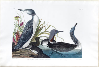 John James Audubon (1785-1851) Plate CCII Red-Throated Diver