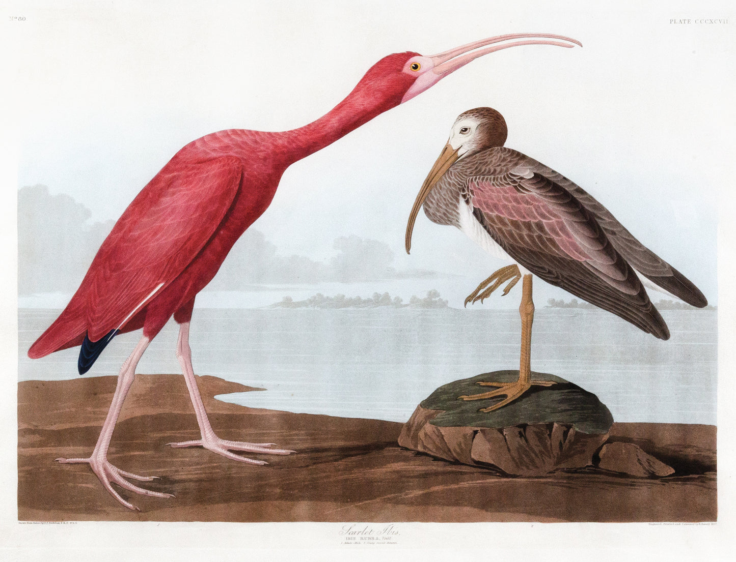 John James Audubon (1785-1851), Scarlet Ibis, Plate 397.