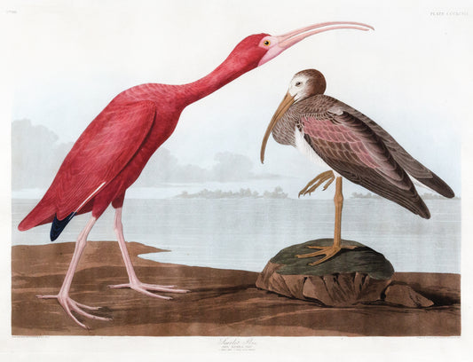 John James Audubon (1785-1851),  Scarlet Ibis, Plate 397.