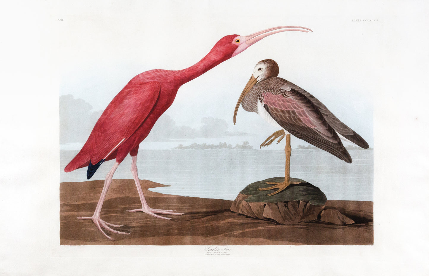 John James Audubon (1785-1851), Scarlet Ibis, Plate 397.