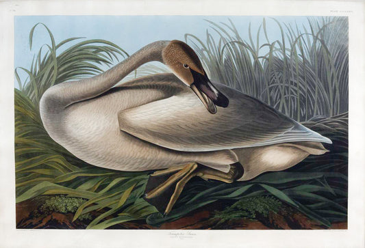 John James Audubon (1785-1851), Trumpeter Swan, Plate 376.