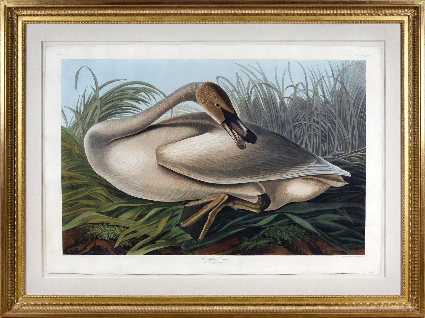 John James Audubon (1785-1851), Trumpeter Swan, Plate 376.