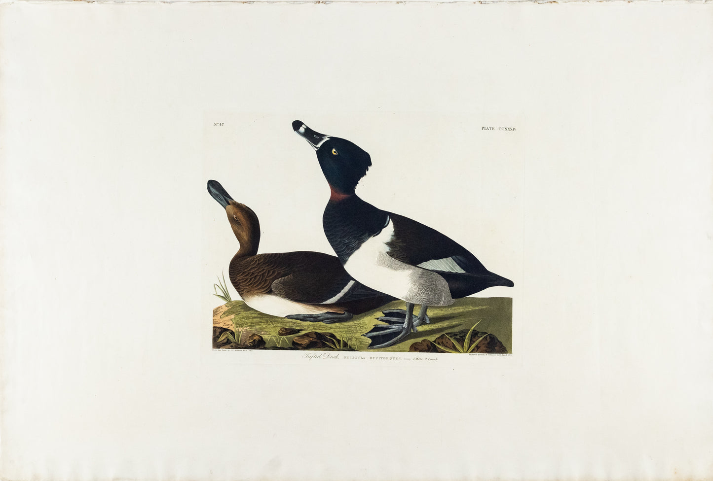 John James Audubon (1785-1851), Plate CCXXXIV, Tufted Duck