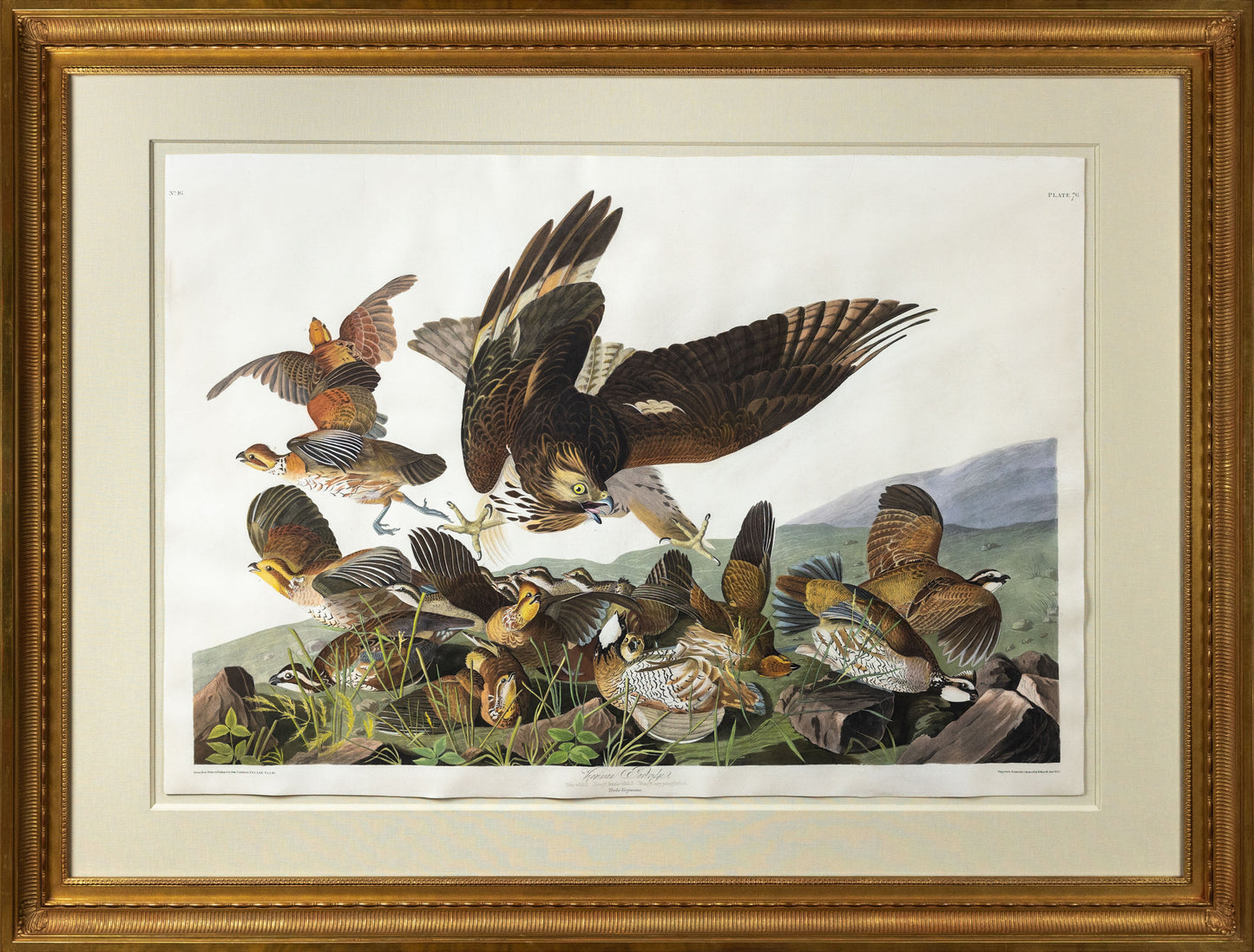John James Audubon (1785-1851) Plate 76. Virginia Partridge