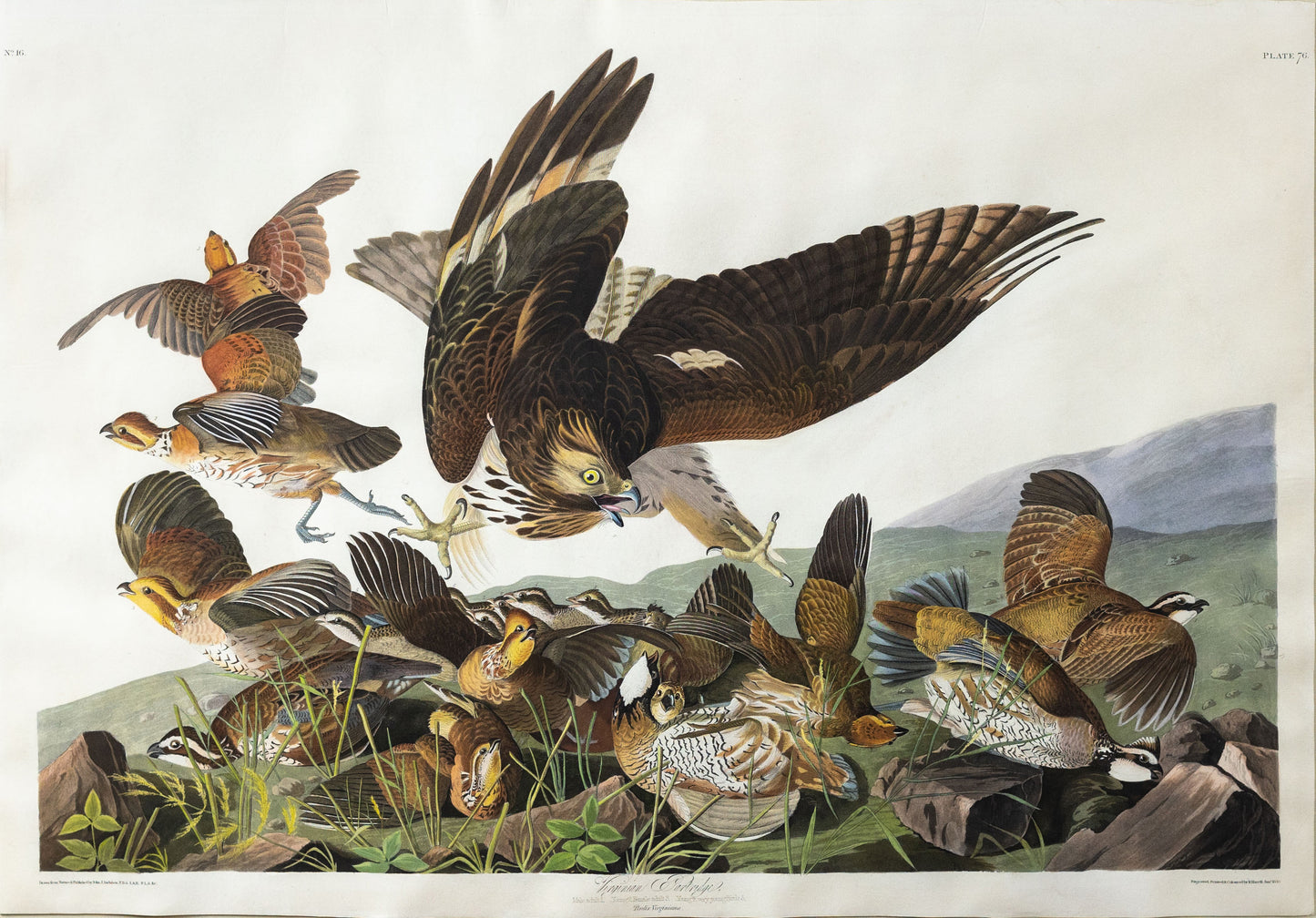 John James Audubon (1785-1851) Plate 76. Virginia Partridge