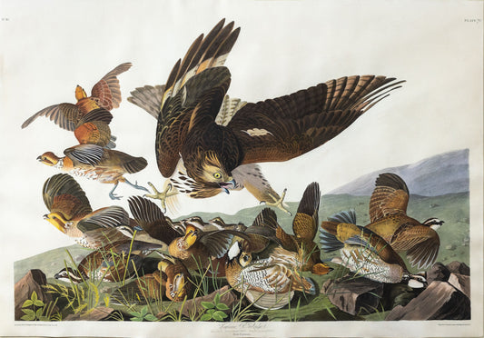 John James Audubon (1785-1851) Plate 76. Virginia Partridge