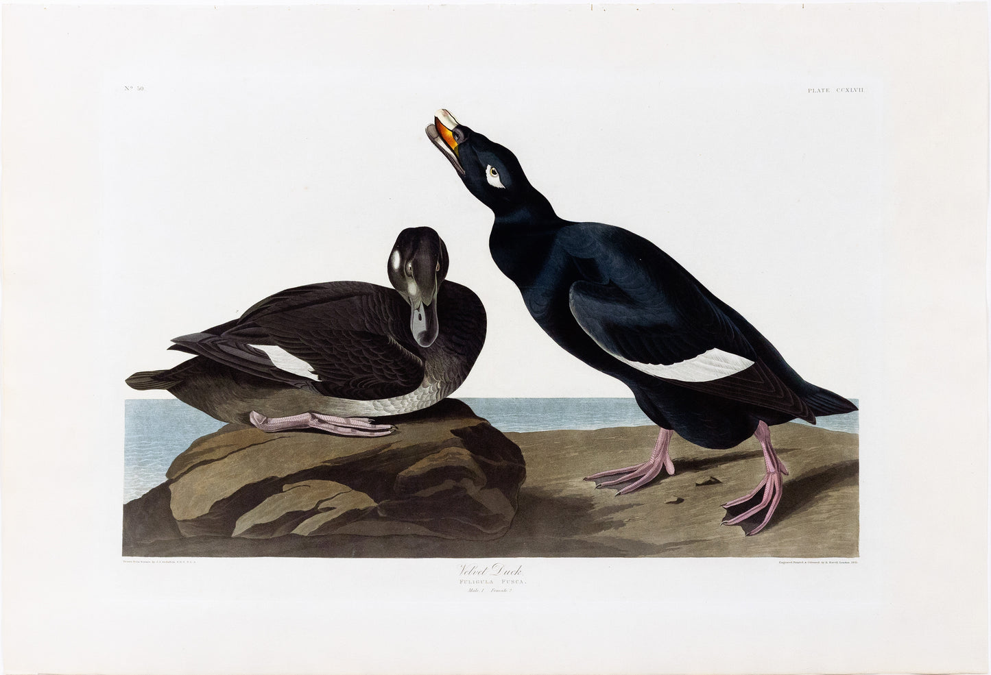 John James Audubon (1785-1851), Plate CCXLVII Velvet Duck