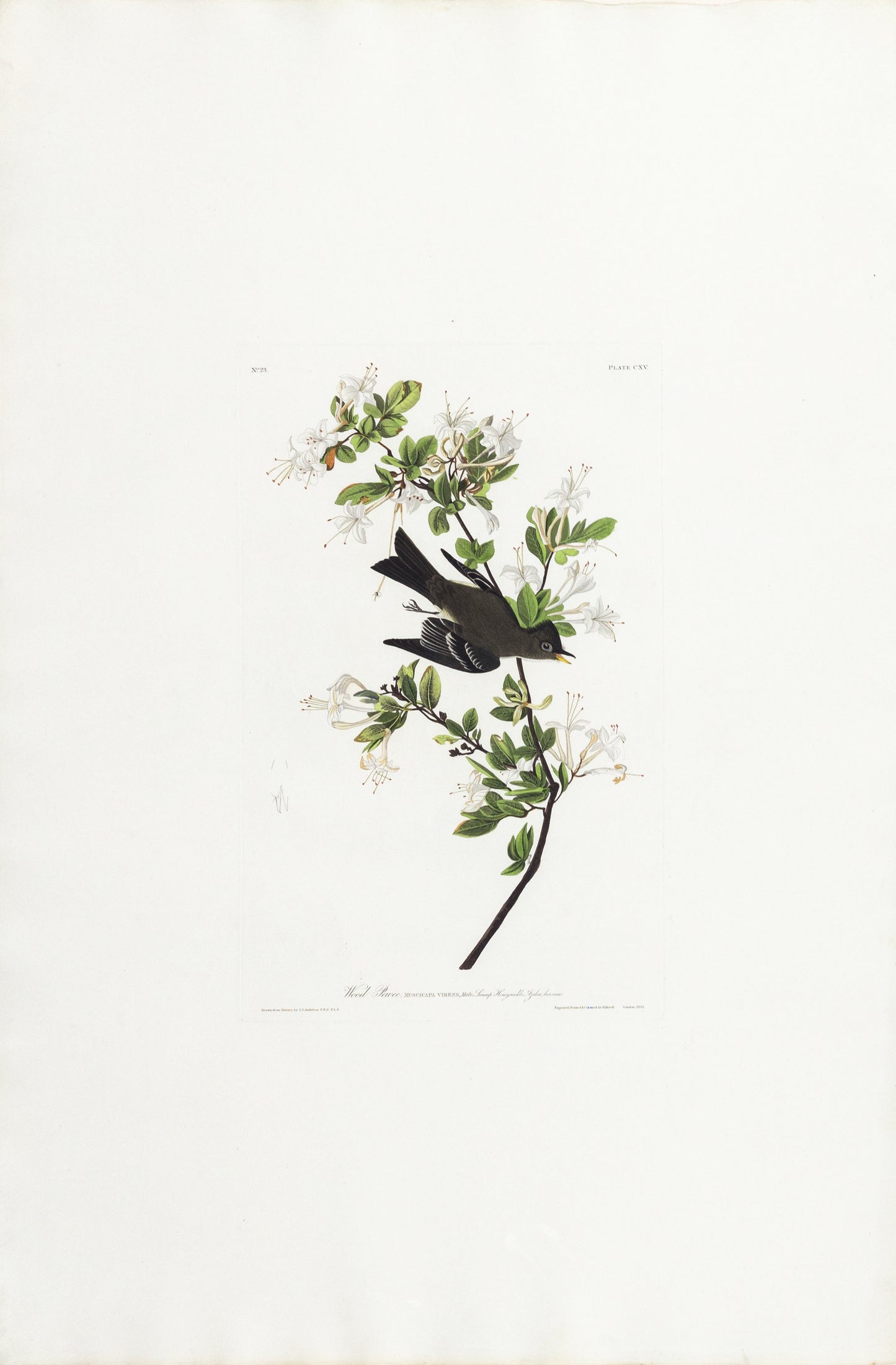 John James Audubon (1785-1851), Plate CXV Wood Pewee