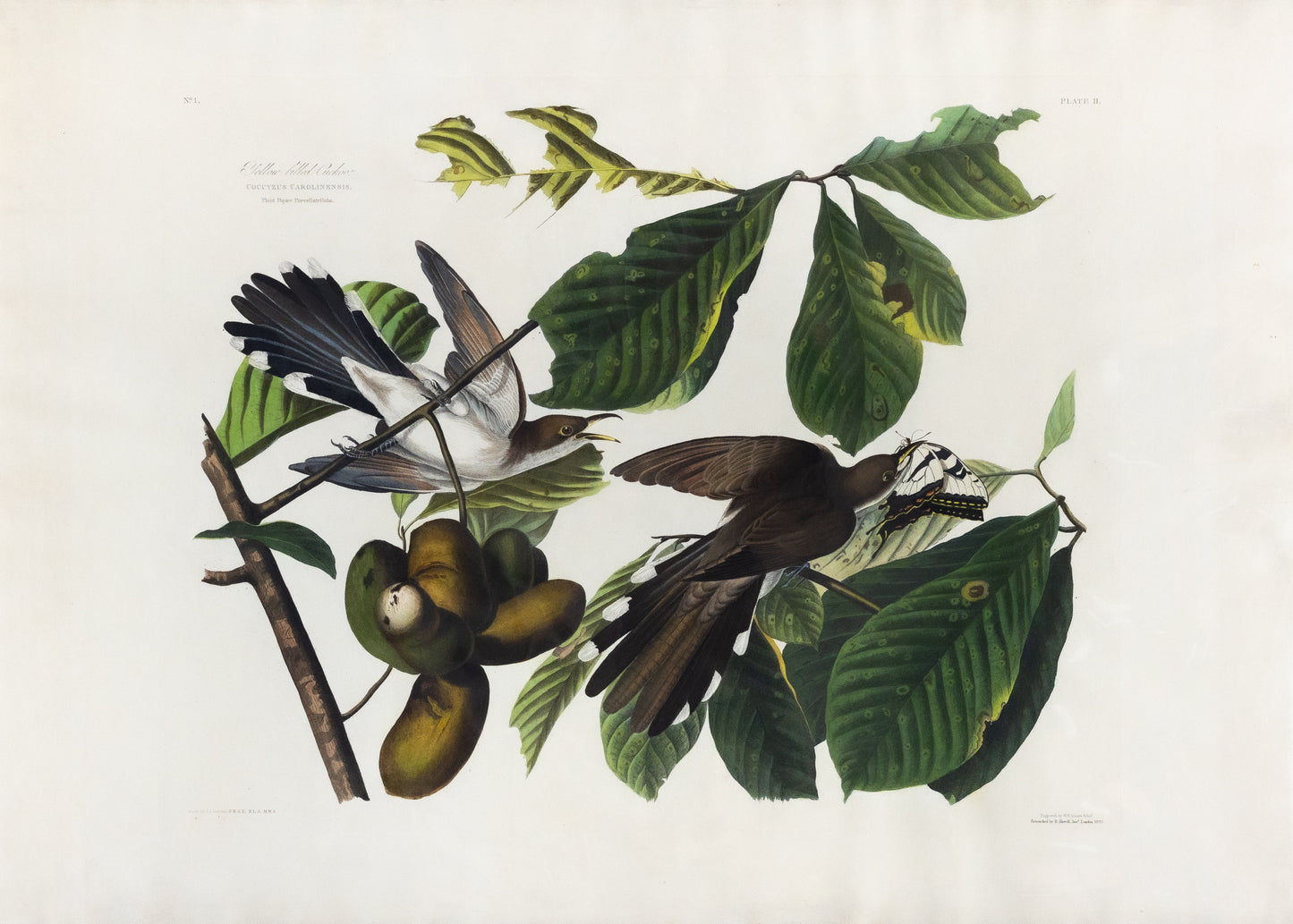 John James Audubon (1785-1851), Plate II, Yellow-billed Cuckoo