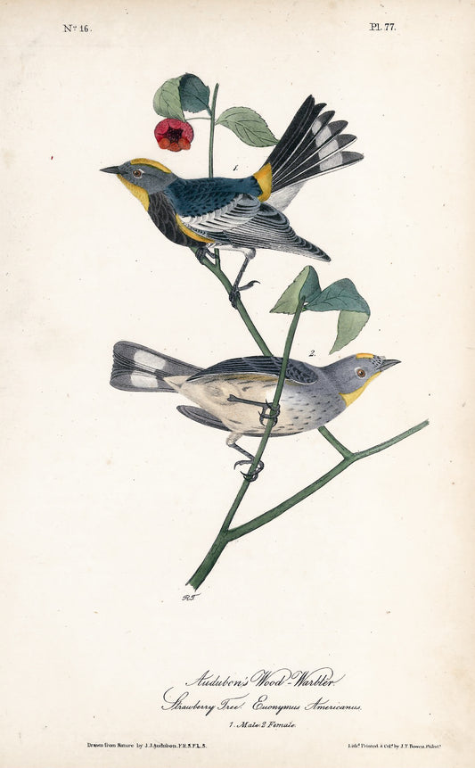 AUDUBON, John James (1785 - 1851), Audubons Wood Warbler (Plate 77), 1839-1844