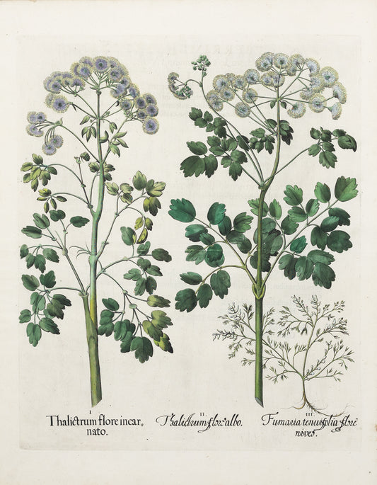 BESLER, Basilius (1561-1629). Thalictrum flore incarnato. 1613-1640.