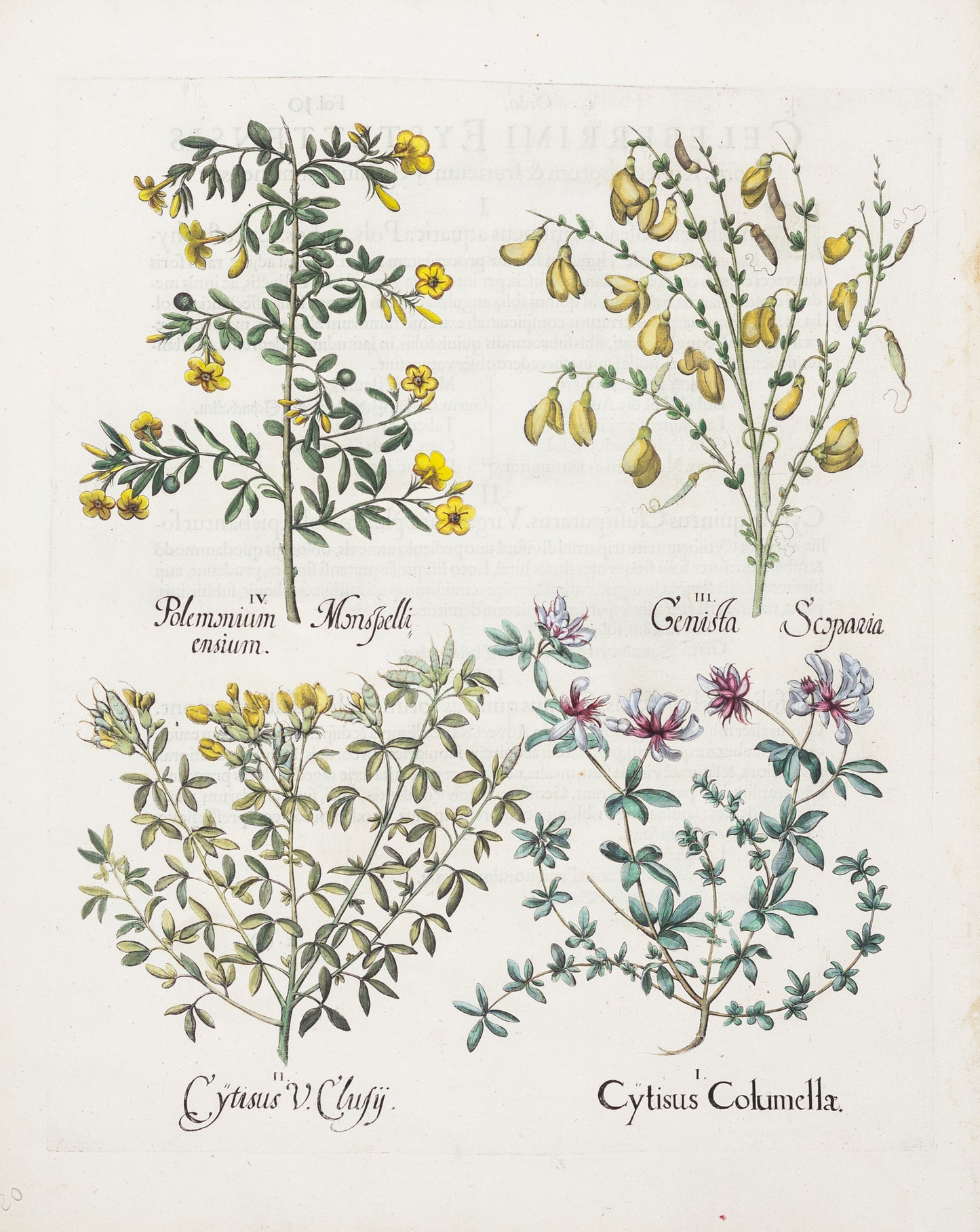 BESLER, Basilius (1561-1629). Cytisus Colummellae. 1613-1640.