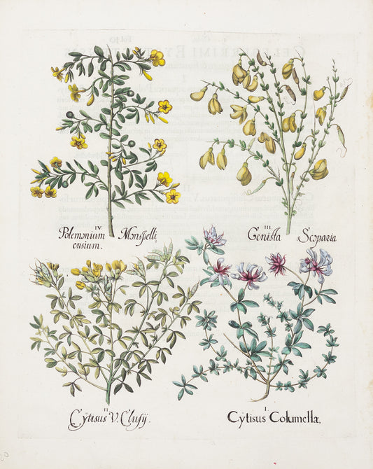 BESLER, Basilius (1561-1629). Cytisus Colummellae. 1613-1640.