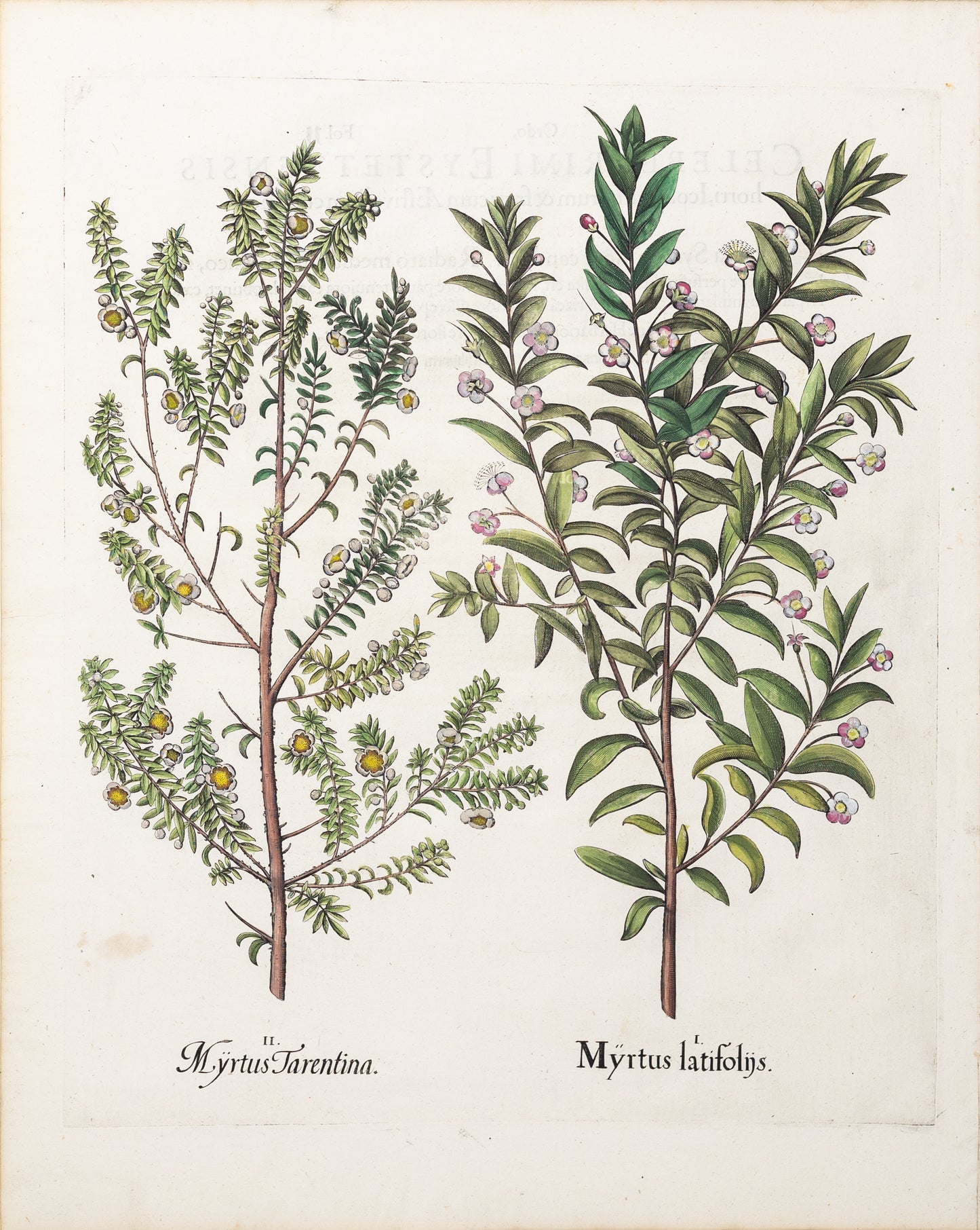 BESLER, Basilius (1561-1629). Myrtus latifoliis. 1613-1640.
