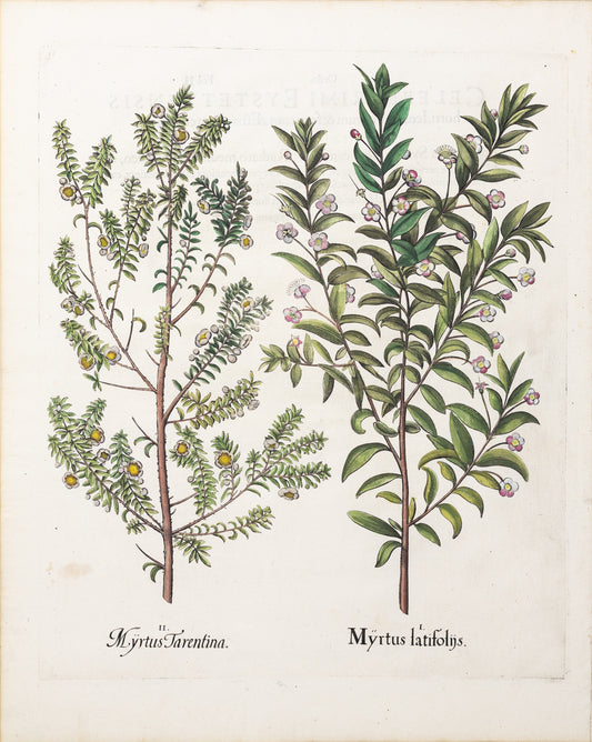 BESLER, Basilius (1561-1629). Myrtus latifoliis. 1613-1640.