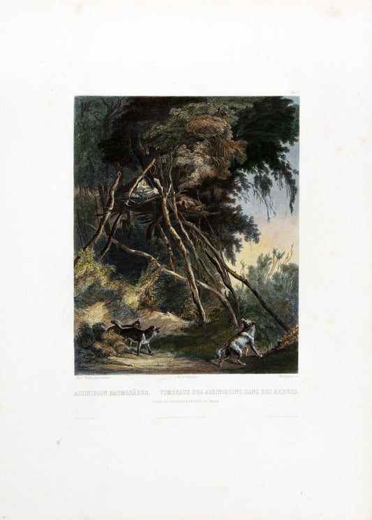 Karl Bodmer (1809-1893), Tab. 30, Tombs of Assiniboin Indians on Trees