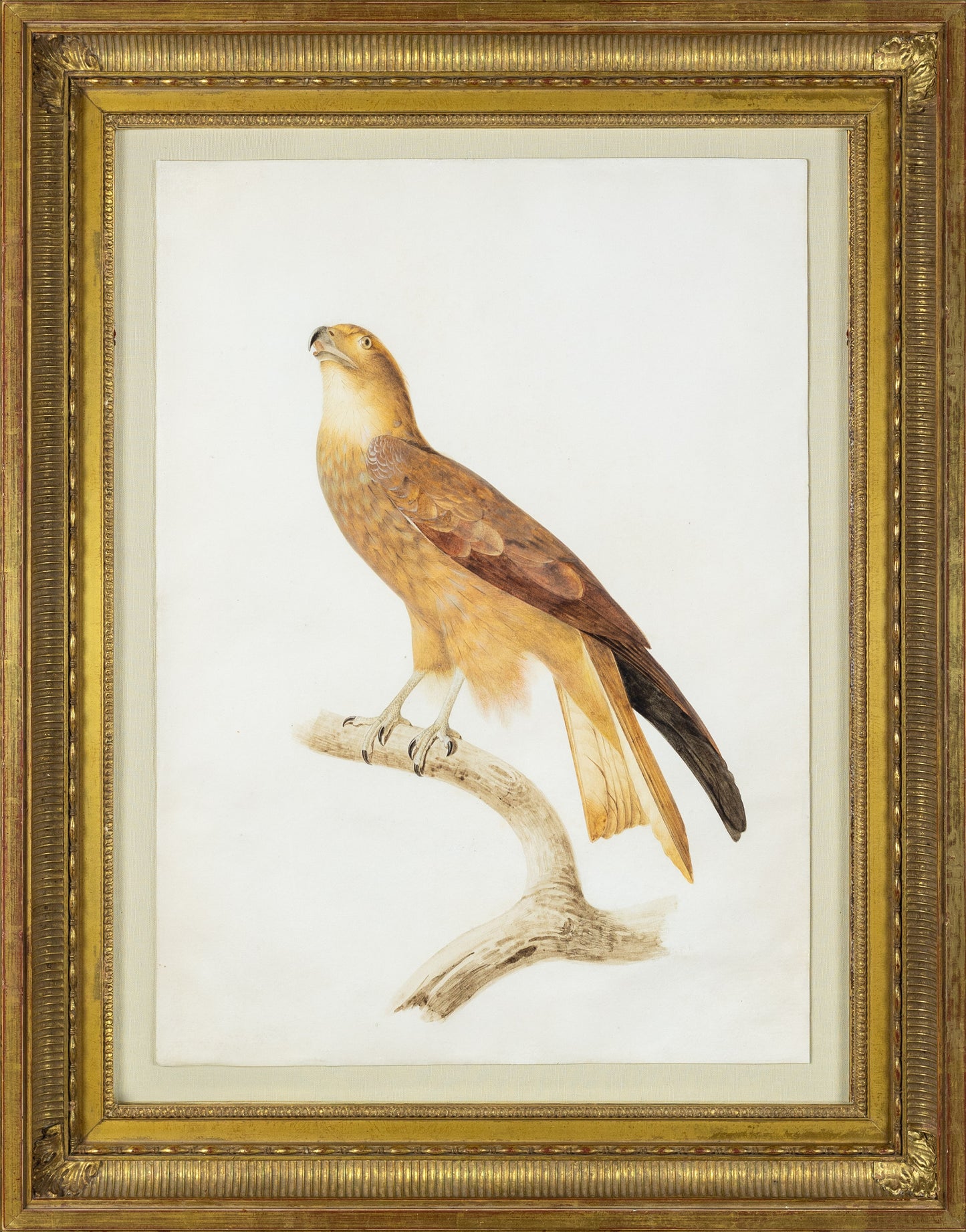 Jacques Barraband (French, 1767–1809). African Tawny Eagle (Aquila rapax). Early 19th century.