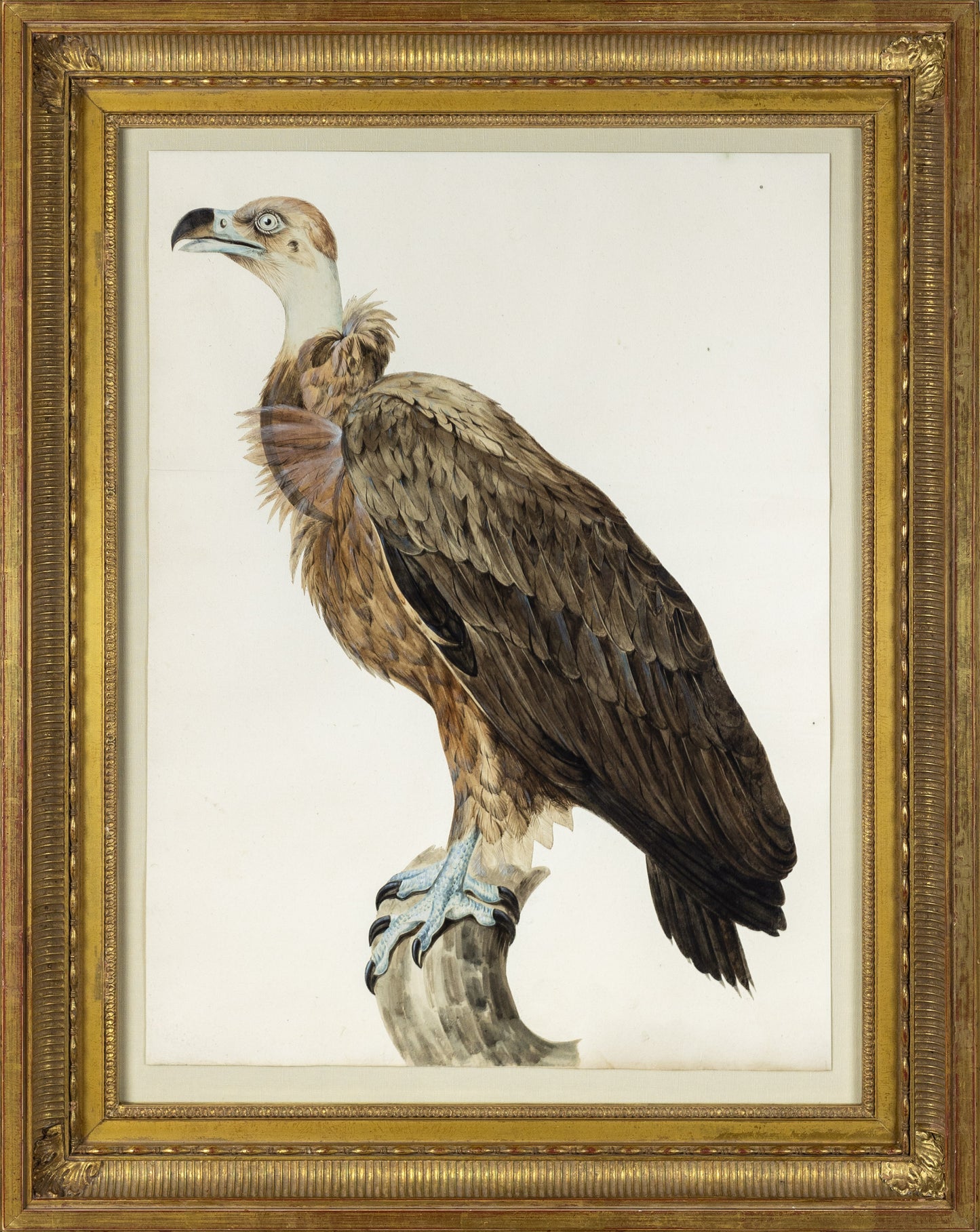 Jacques Barraband (French, 1767–1809). Griffon Vulture (Gyps fulvus). Early 19th century.