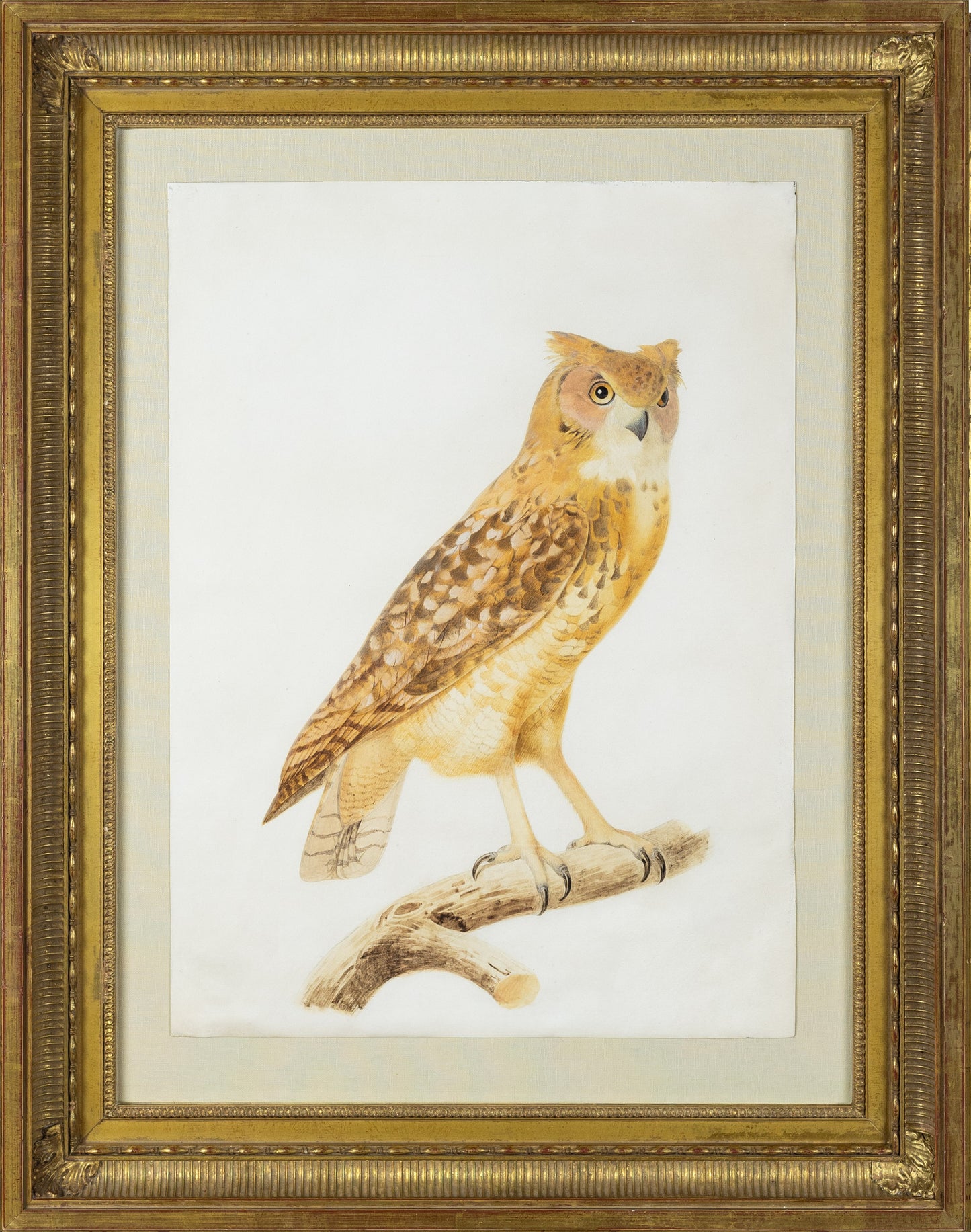 Jacques Barraband (French, 1767–1809). Pharaoh Eagle Owl (Bubo ascalaphus). Early 19th century.