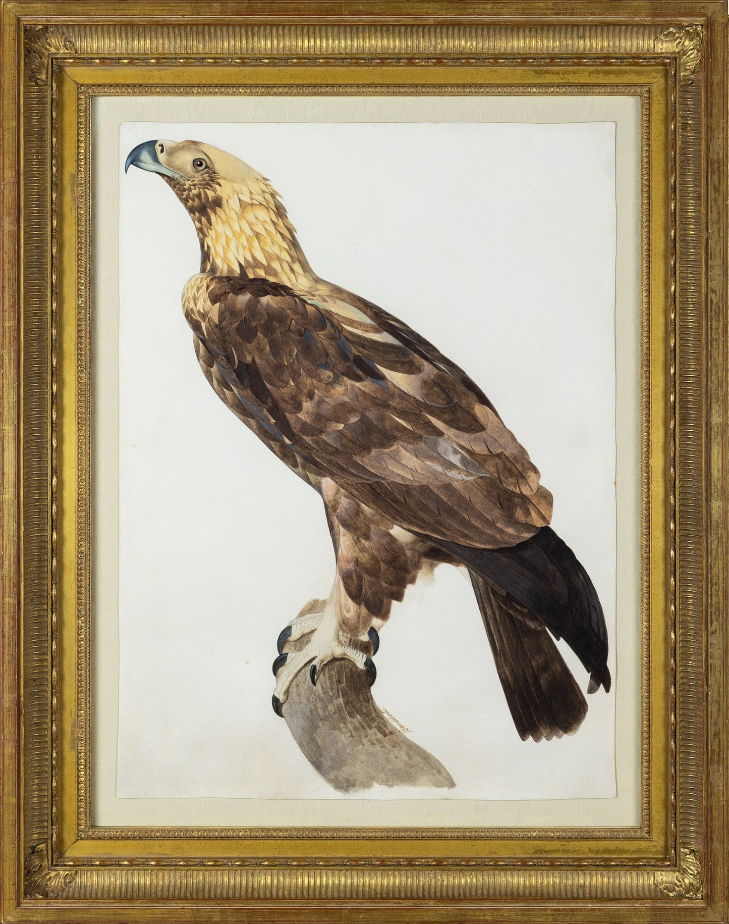 Jacques Barraband (French, 1767–1809). The Eagle of Thebes (Aquila nipalensis) . Early 19th century.