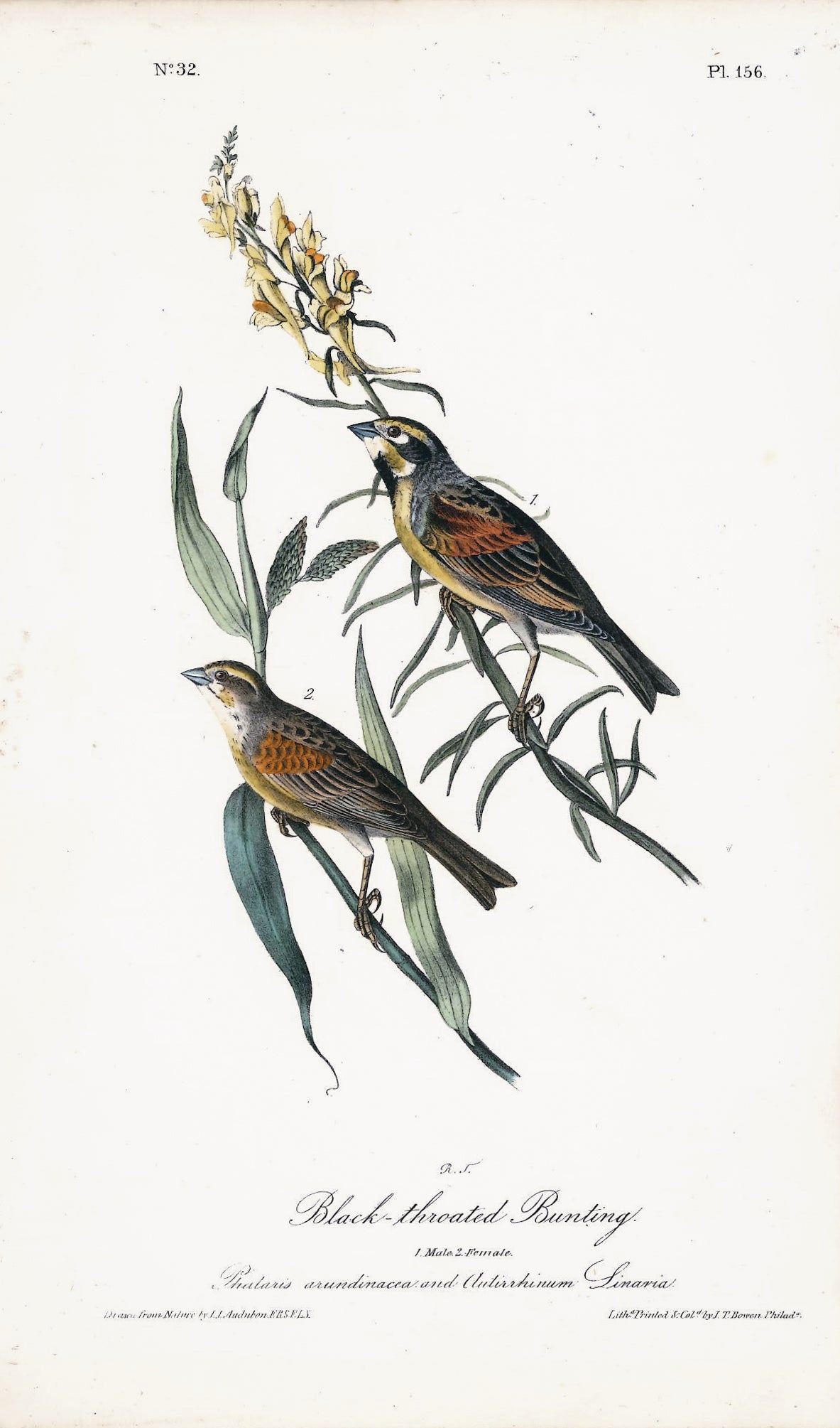 AUDUBON, John James (1785 - 1851), Black-Throated Bunting (Plate 156), 1839-1844