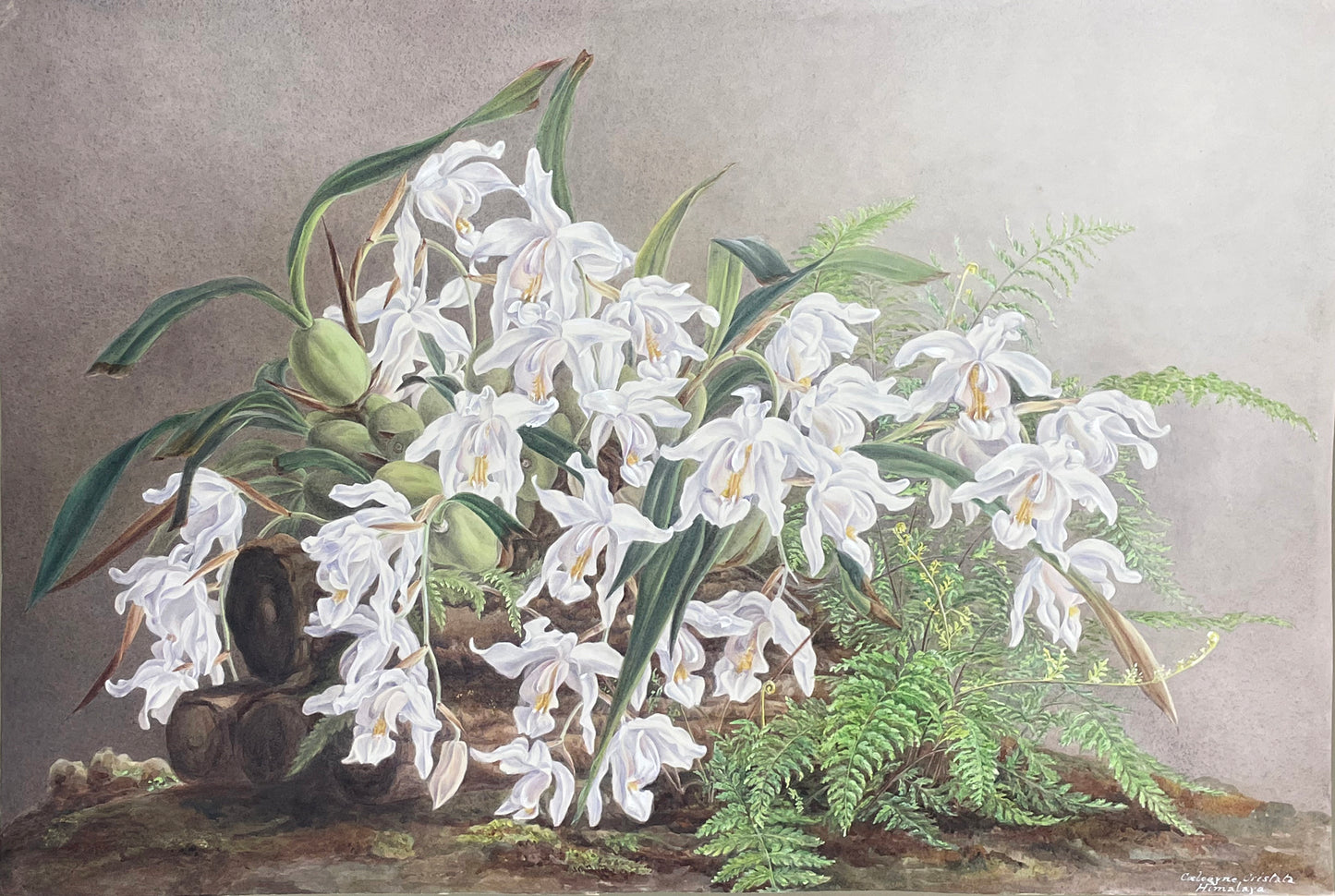 Caelooyne Cristata Himalaya