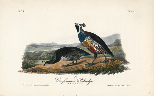 AUDUBON, John James (1785 - 1851), Californian Partridge (Plate 290), 1839-1844