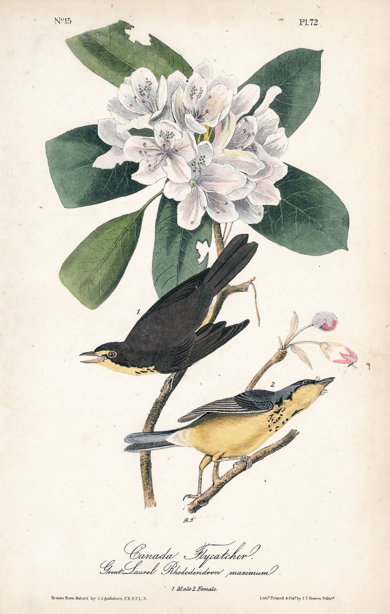 AUDUBON, John James (1785 - 1851), Canada Flycatcher (Plate 72), 1839-1844