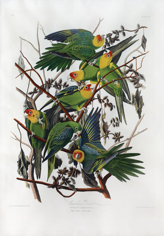 Audubon, John James Aquatint, Plate XXVI Carolina Parrot