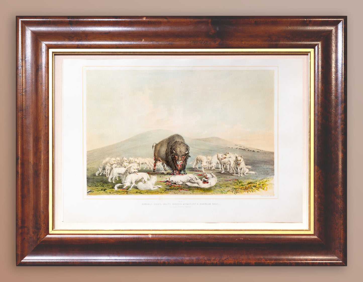 George Catlin (1794-1872), North American Indian 10 Buffalo Hunt White Wolves Attacking a Buffalo Bull