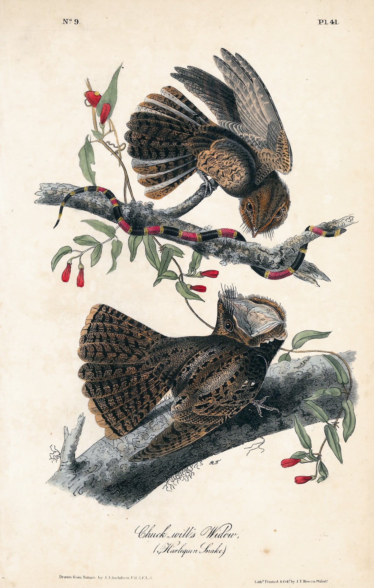 AUDUBON, John James (1785 - 1851), Chuck-Will's Widow (Plate 41), 1839-1844